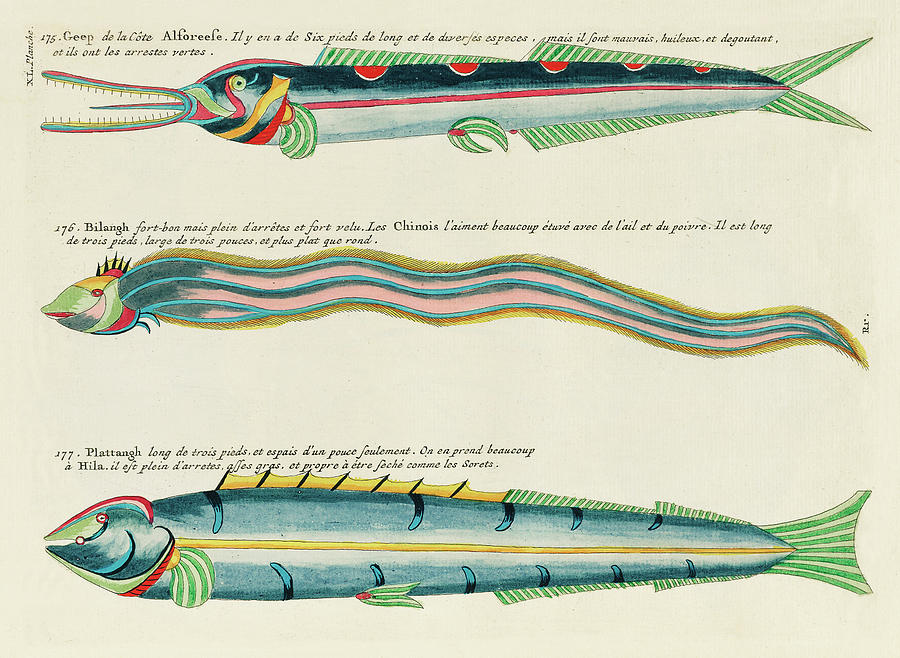Vintage, Whimsical Fish and Marine Life Illustration by Louis Renard - Geep Alforeese, Bilangh Digital Art by Louis Renard