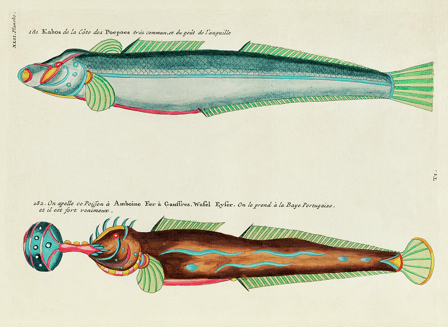 Vintage, Whimsical Fish And Marine Life Illustration By Louis Renard - Kabos, Wafel Eyser Digital Art