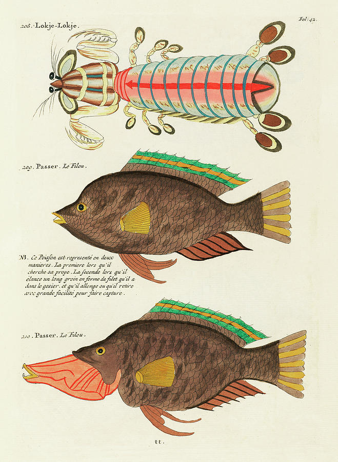 Vintage, Whimsical Fish And Marine Life Illustration By Louis Renard - Lokje Lokje, Passer Digital Art