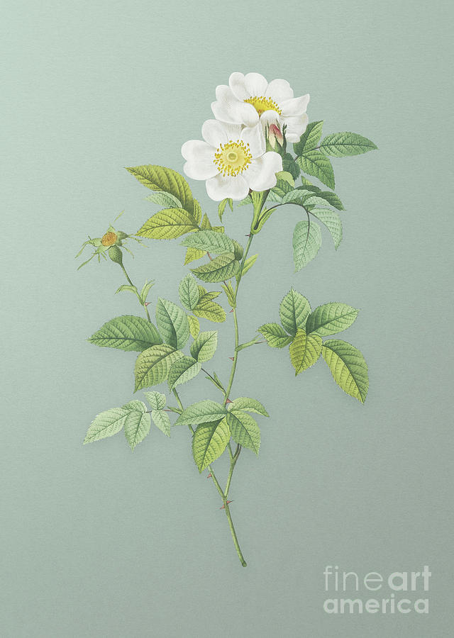Vintage White Anjou Roses Botanical Art on Mint Green n.0789 Mixed Media by Holy Rock Design