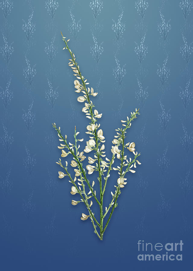 Vintage White Broom Botanical Art on Bahama Blue Pattern n.1506 Mixed Media by Holy Rock Design
