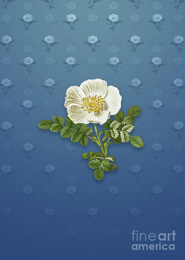 Vintage White Burnet Rose Botanical Art on Bahama Blue Pattern n.1456 Mixed Media by Holy Rock Design