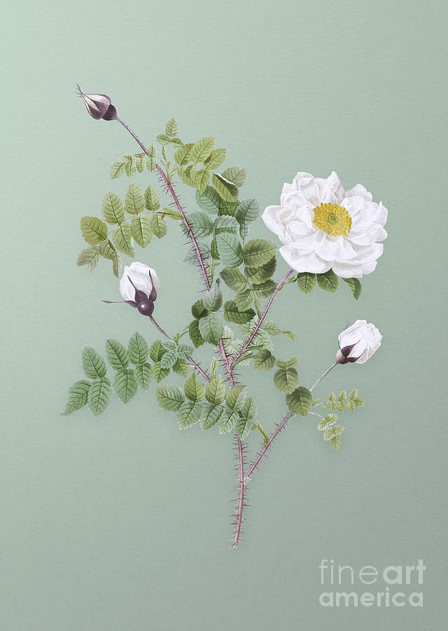Vintage White Burnet Roses Botanical Art on Mint Green n.0793 Mixed Media by Holy Rock Design