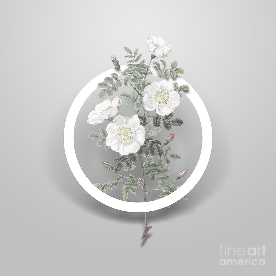 Vintage White Burnet Roses Minimalist Floral Geometric Circle Art N.623 Painting by Holy Rock Design