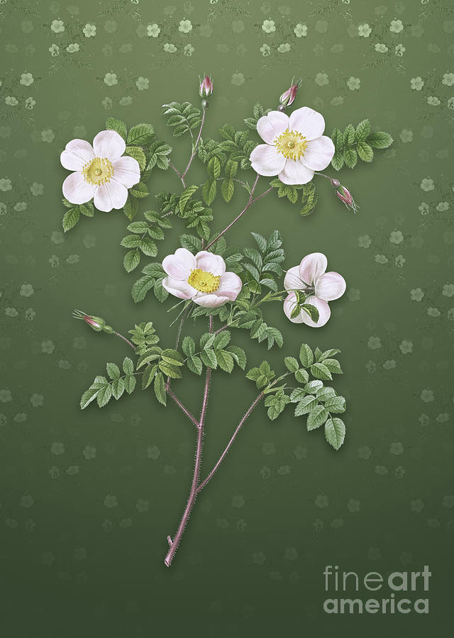 Vintage White Candolles Rose Botanical Art on Lunar Green Pattern n.0817 Mixed Media by Holy Rock Design