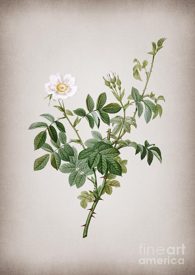 Vintage White Downy Rose Botanical Illustration on Parchment Mixed Media by Holy Rock Design