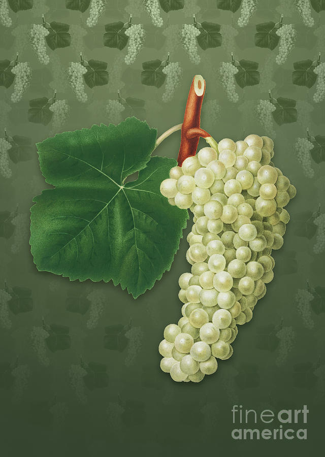 Vintage White Grape Botanical Art on Lunar Green Pattern n.1144 Mixed Media by Holy Rock Design