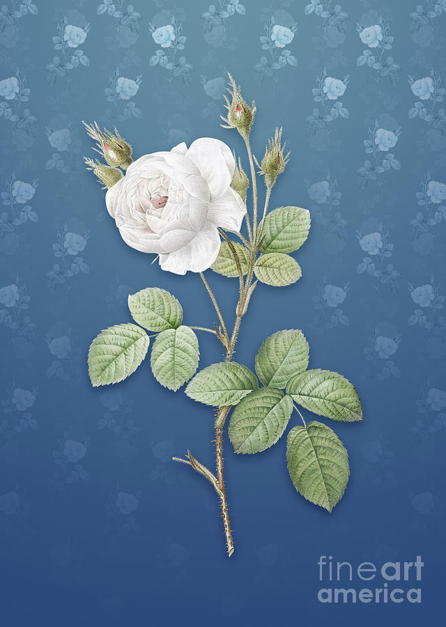 Vintage White Misty Rose Botanical Art on Bahama Blue Pattern n.1400 Mixed Media by Holy Rock Design
