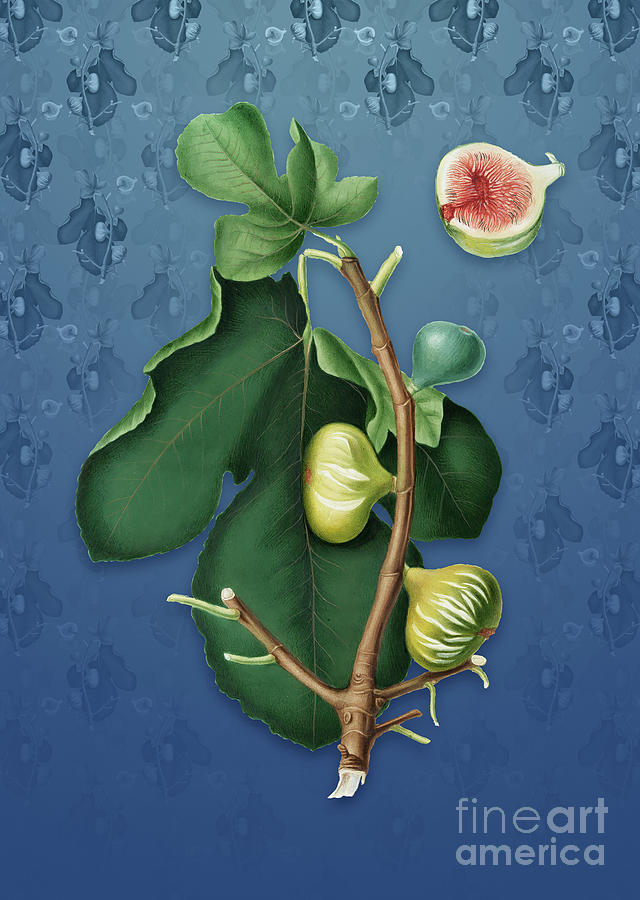Vintage White Peel Fig Botanical Art on Bahama Blue Pattern n.1482 Mixed Media by Holy Rock Design
