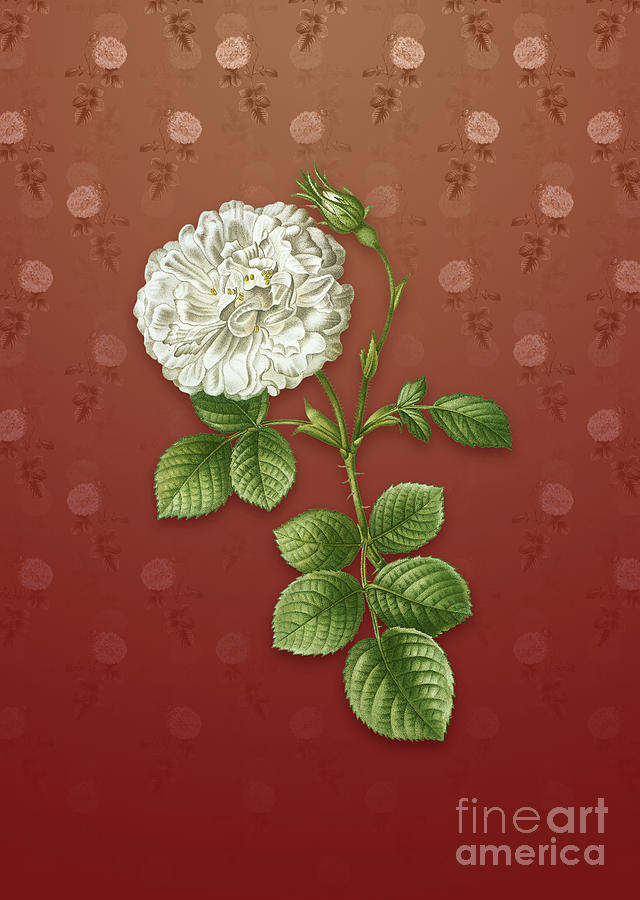 Vintage White Rose of York Botanical Art on Falu Red Pattern n.1029 Mixed Media by Holy Rock Design
