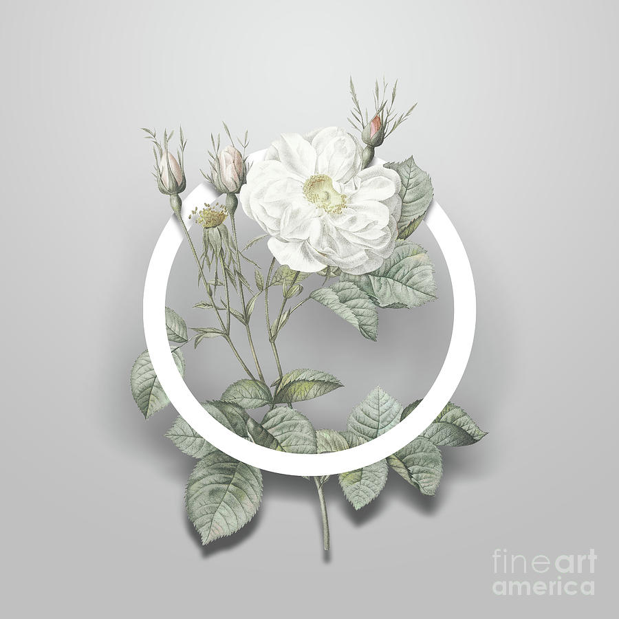 Vintage White Rose of York Minimalist Floral Geometric Circle Art N.657 Painting by Holy Rock Design