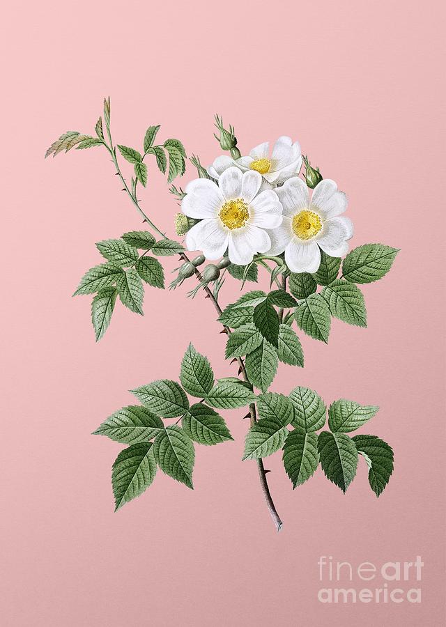 Vintage White Rosebush Botanical Illustration on Pink Mixed Media by Holy Rock Design