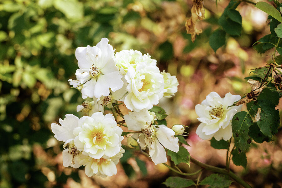 Vintage White Roses In The Garden Photograph by Tanya C Smith