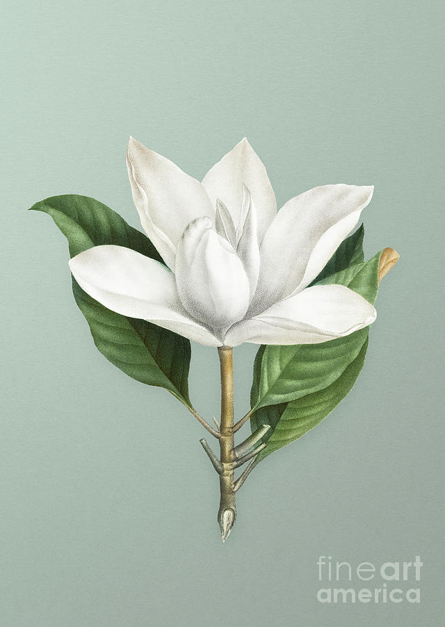 Vintage White Southern Magnolia Botanical Art on Mint Green n.1073 Mixed Media by Holy Rock Design