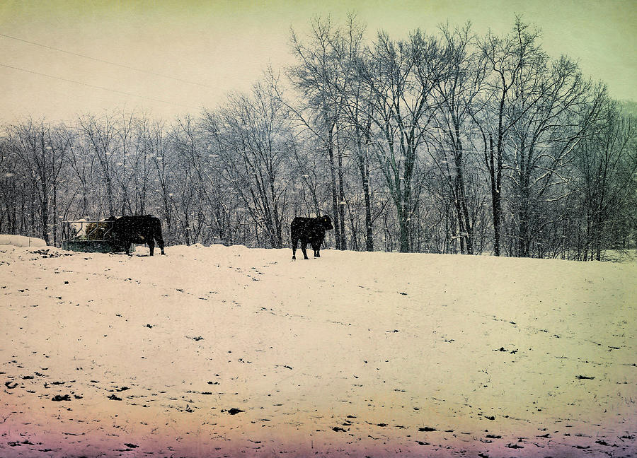 Vintage Winter Cattle On The Farm Photograph by Dan Sproul
