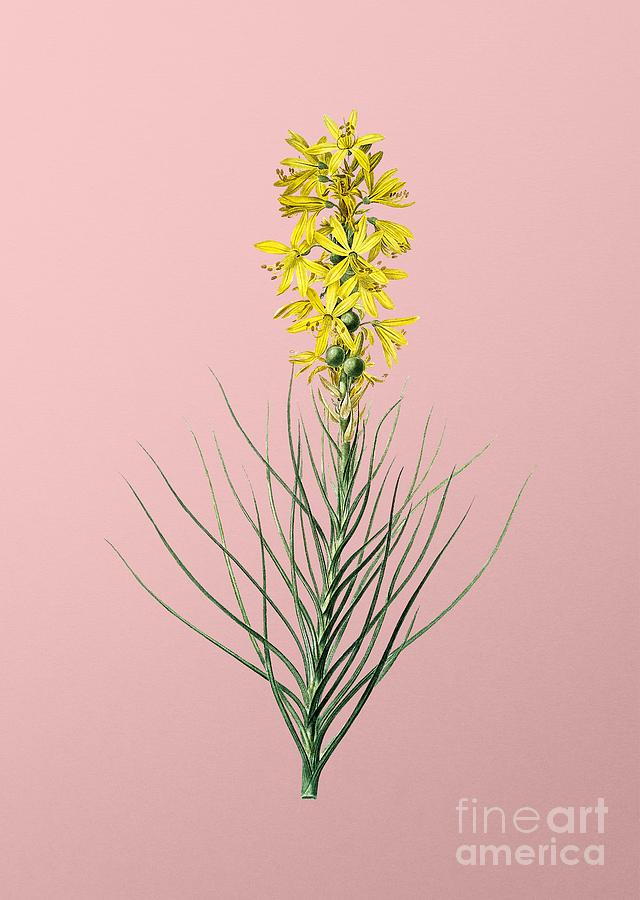 Vintage Yellow Asphodel Botanical Illustration on Pink Mixed Media by Holy Rock Design