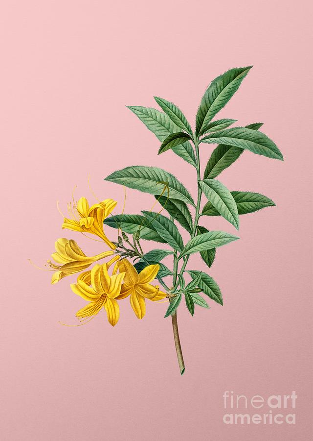 Vintage Yellow Azalea Botanical Illustration on Pink Mixed Media by Holy Rock Design