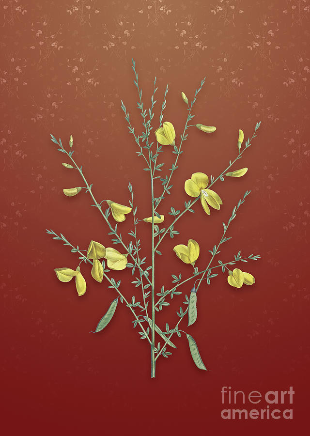 Vintage Yellow Broom Flowers Botanical Art on Falu Red Pattern n.4415 Mixed Media by Holy Rock Design