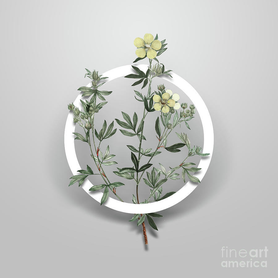 Vintage Yellow Buttercup Flowers Minimalist Floral Geometric Circle Art N.653 Painting by Holy Rock Design