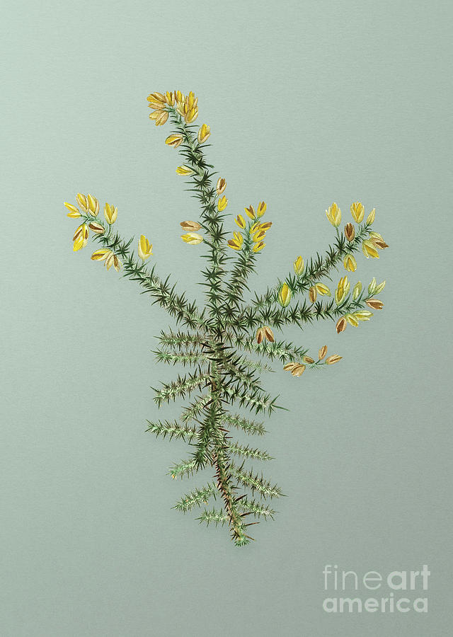 Vintage Yellow Gorse Flower Botanical Art on Mint Green n.1081 Mixed Media by Holy Rock Design
