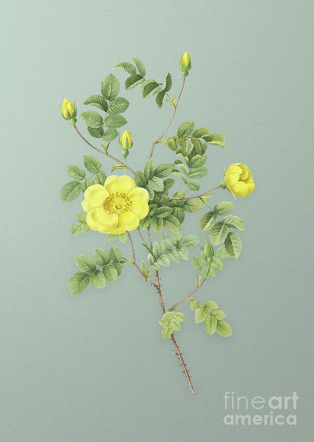 Vintage Yellow Sweetbriar Rose Botanical Art on Mint Green n.0821 Mixed Media by Holy Rock Design