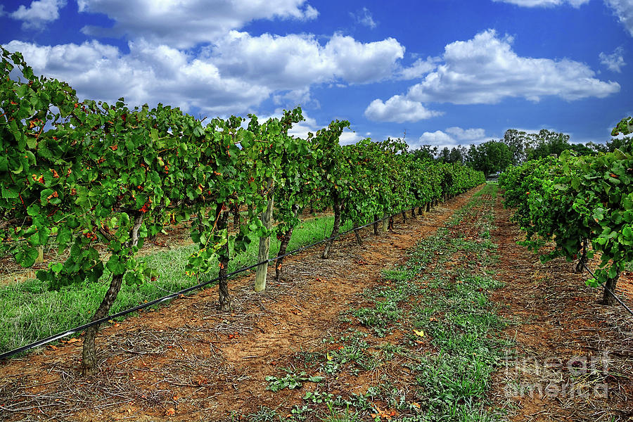Vineyard at Two Rivers Winery by Kaye Menner Photograph by Kaye Menner