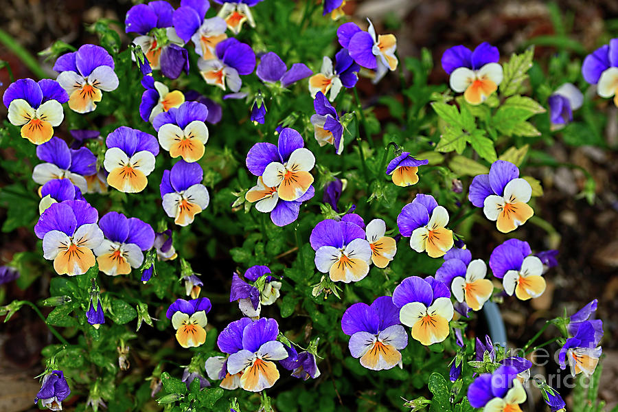 Viola Garden Purple Yellow by Kaye Menner Photograph by Kaye Menner