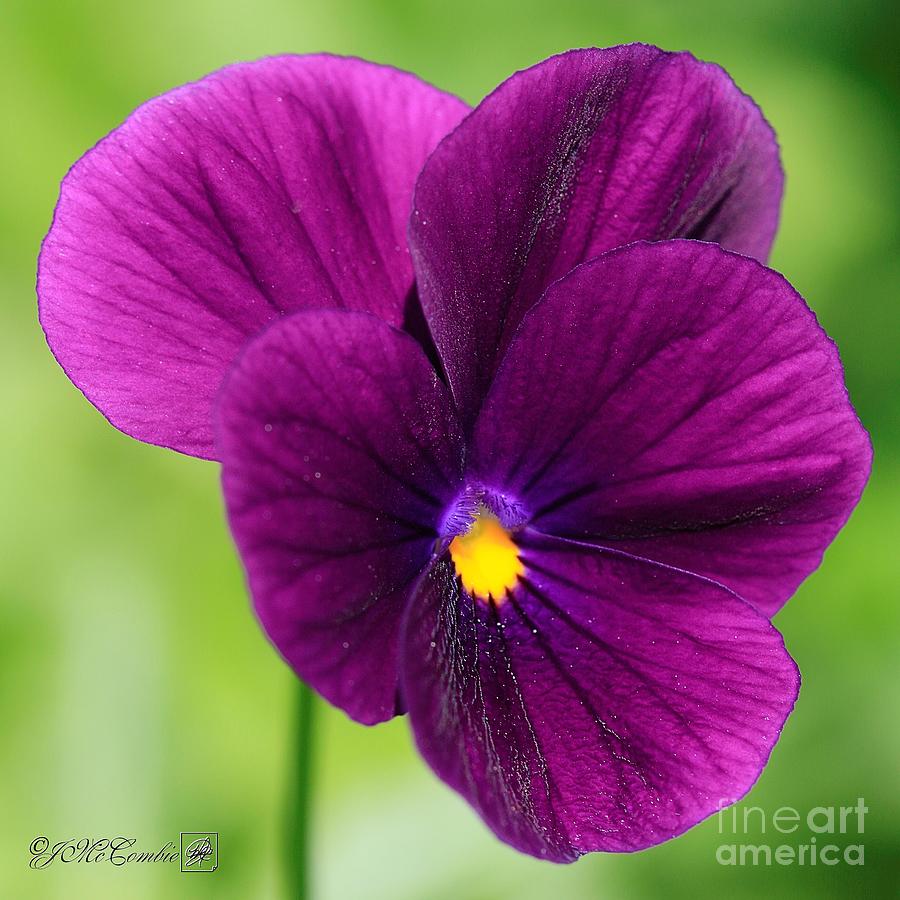 Viola named Sorbet XP Purple Photograph by J McCombie - Fine Art America