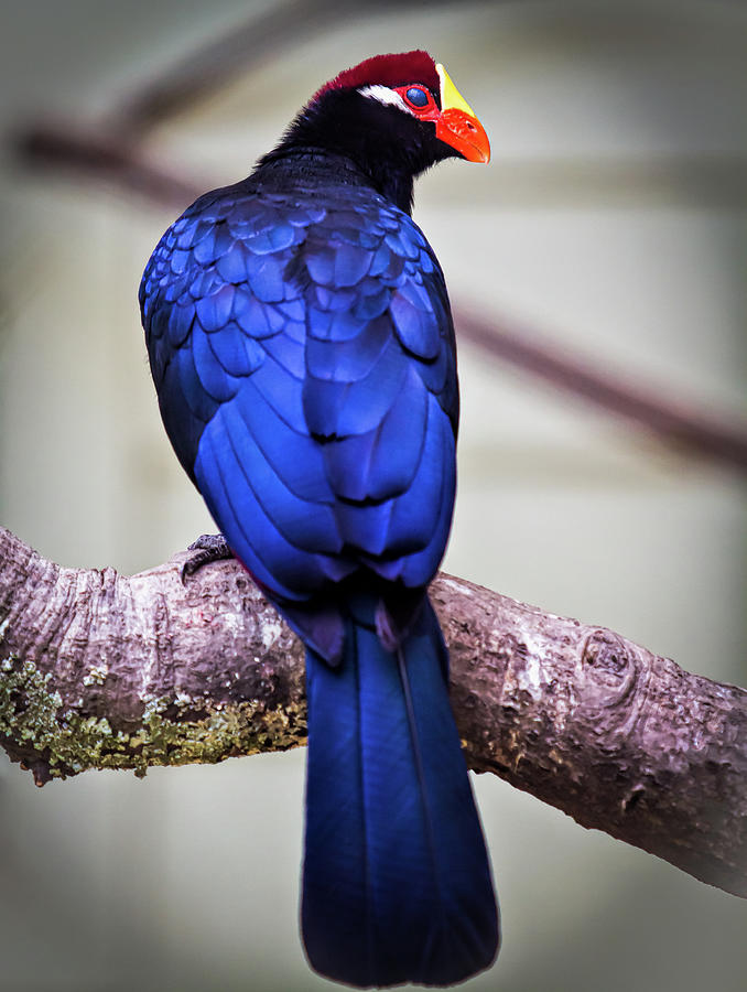 Violaceous Turaco Photograph by Mark Chandler - Fine Art America