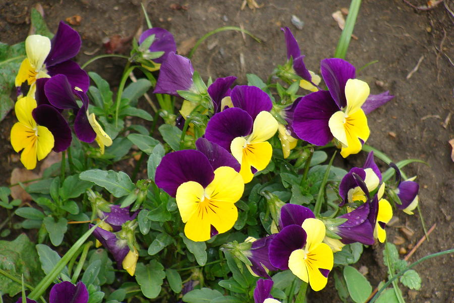 Violas Photograph by Anthony Seeker