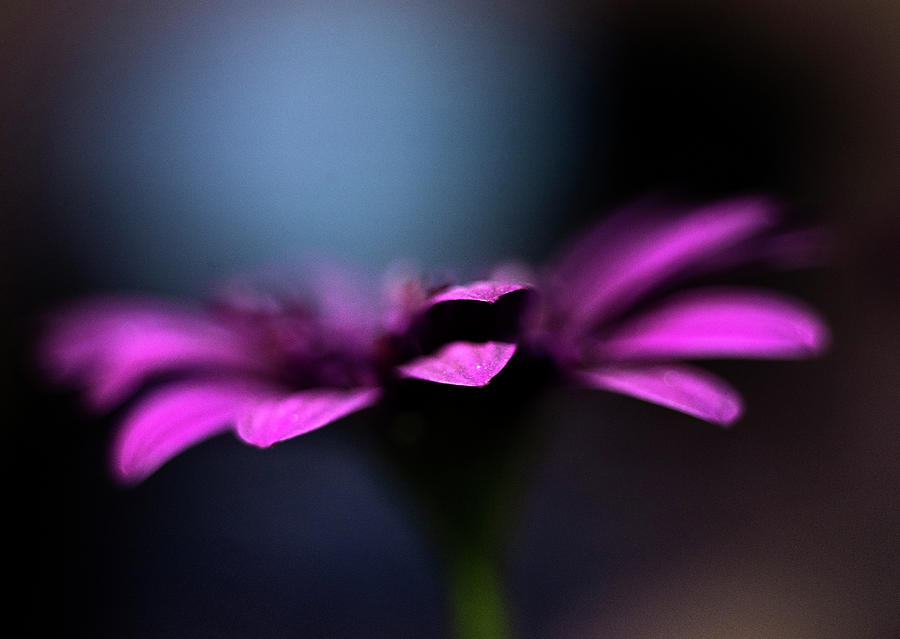 Nature Photograph - Violet 1 by Ivan Vukelic