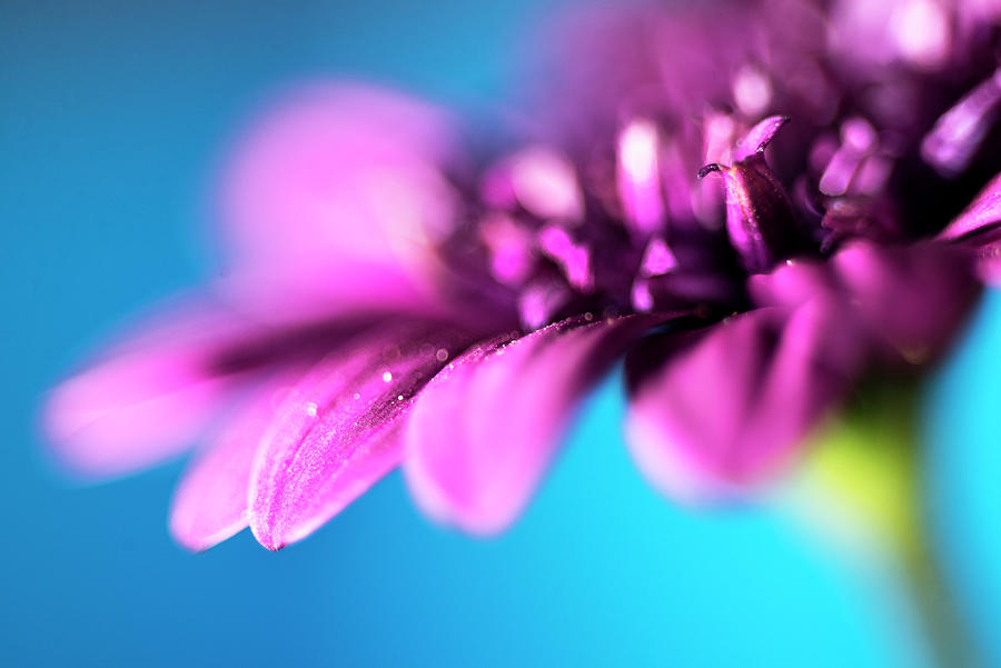 Flower Photograph - Violet 2 by Ivan Vukelic