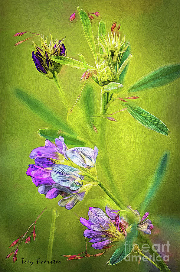 Flower Photograph - Violet Alfalfa Medicago sativa by Trey Foerster