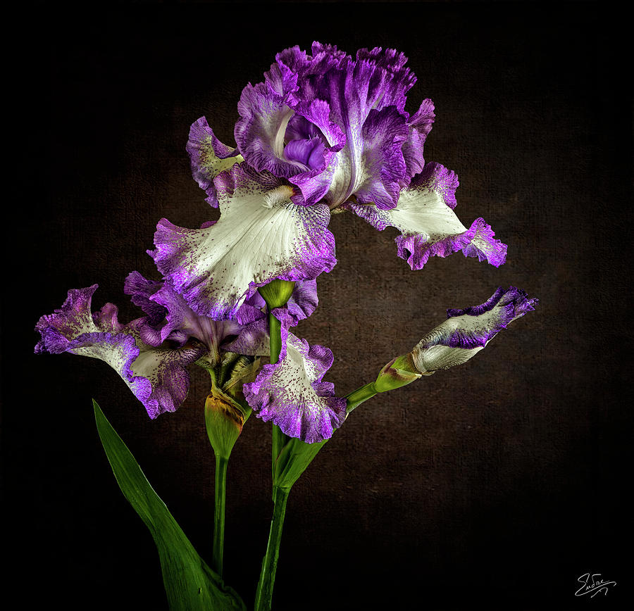 Violet And White Iris Photograph by Endre Balogh