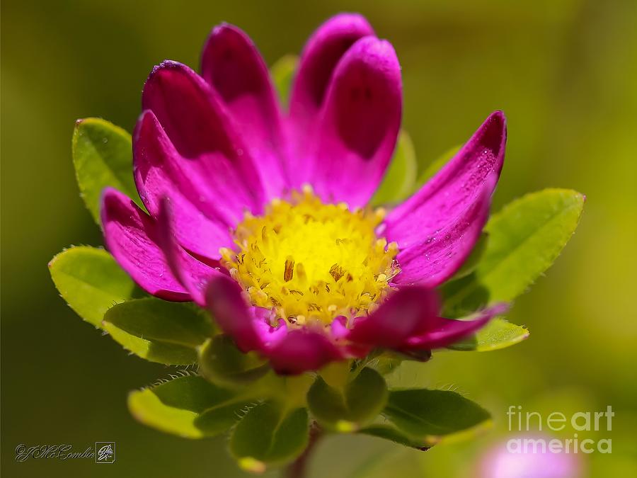 Violet Aster from the Daylight Mix Photograph by J McCombie