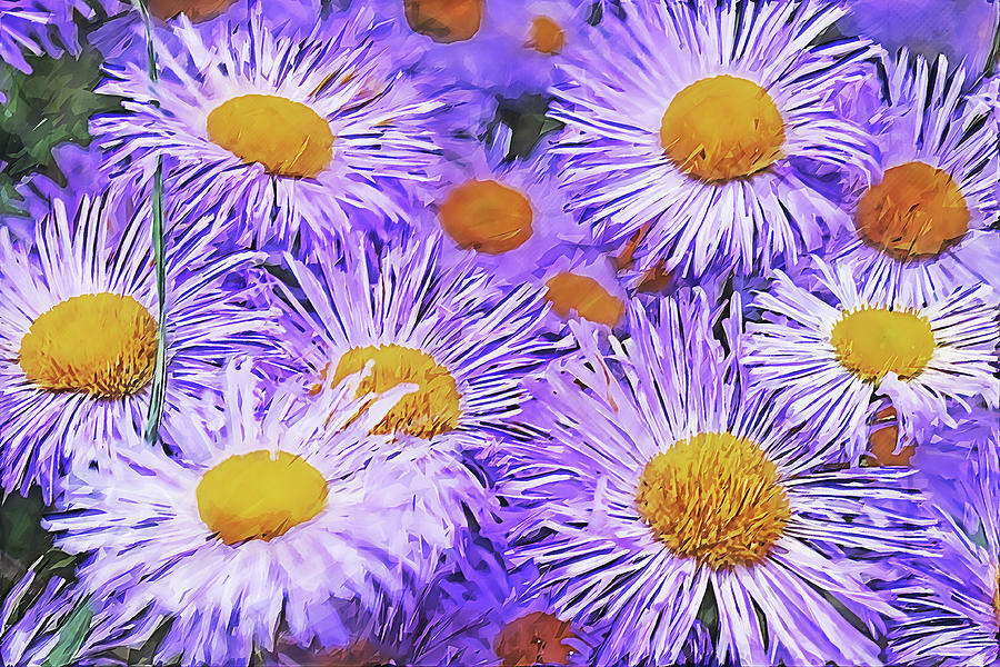 Violet Asters Mixed Media by Alex Mir