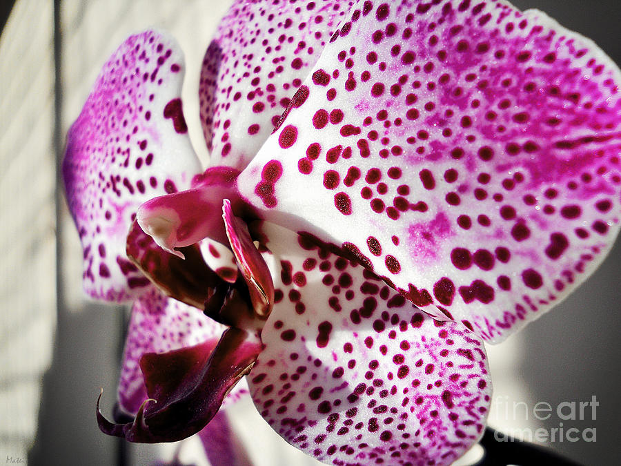 Orchid Photograph - Violet beauty by Ramona Matei