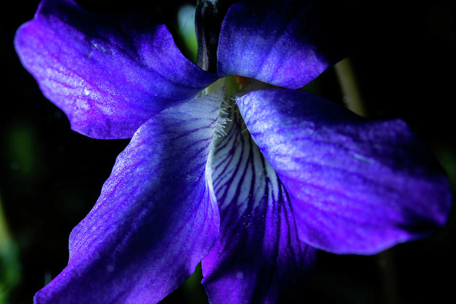 Violet Bloom Photograph by Cris Ritchie