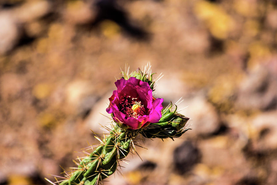 Violet Cholla Cactus Flower 001282 Photograph by Renny Spencer