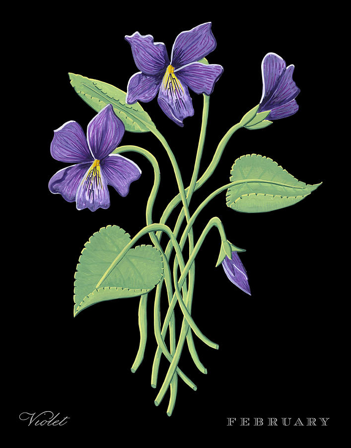 Violet February Birth Month Flower Botanical Print on Black - Art by Jen Montgomery Painting by Jen Montgomery