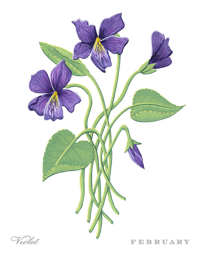 Violet February Birth Month Flower Botanical Print on White - Art by Jen Montgomery Painting by Jen Montgomery