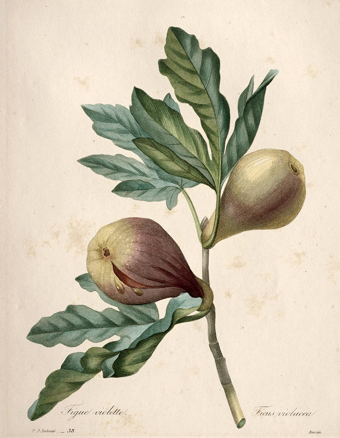 Violet Fig Drawing by Henri-Joseph Redoute