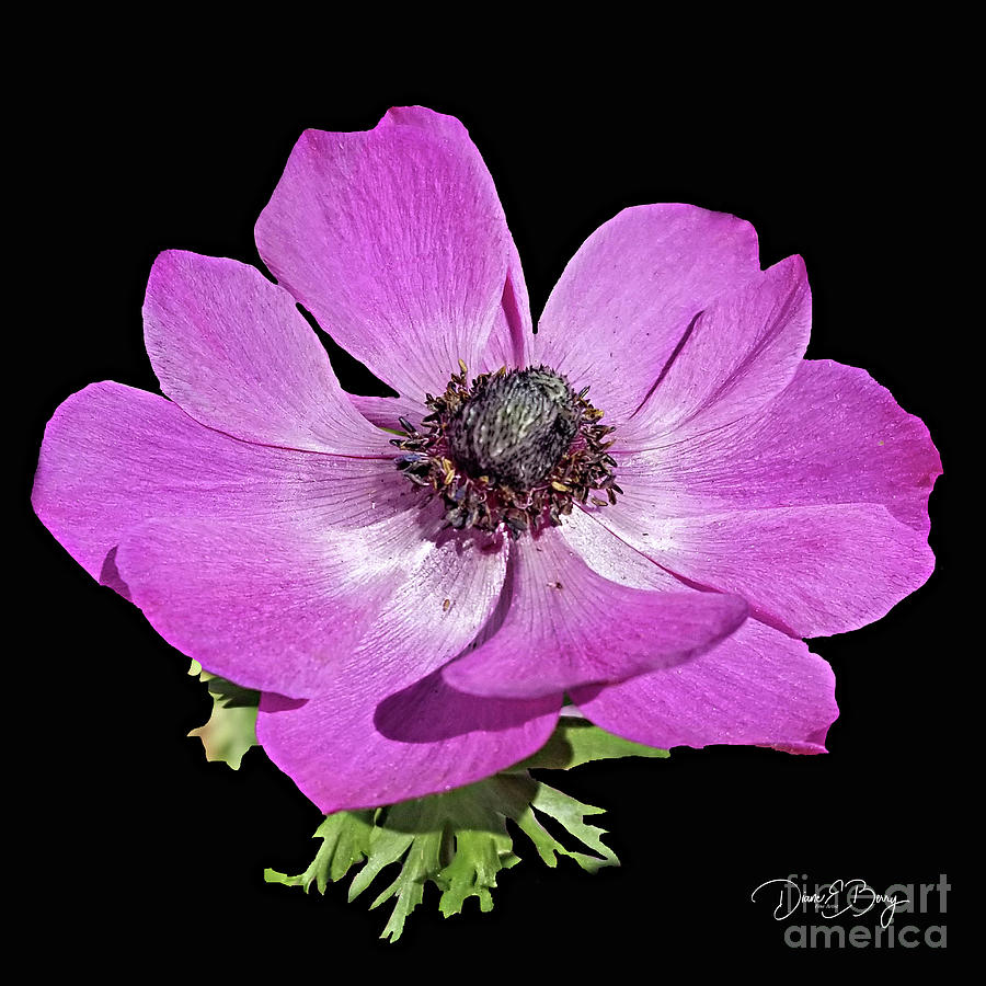 Violet Flower Painting by Diane E Berry
