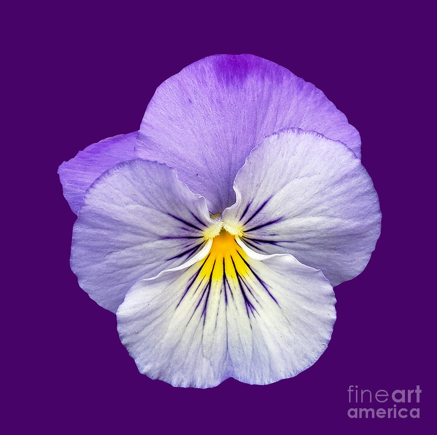 Violet, Flower, Floral,  Photograph by David Millenheft
