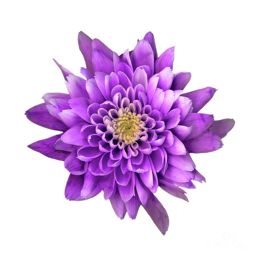 Violet flowerhead Photograph by Robert Douglas