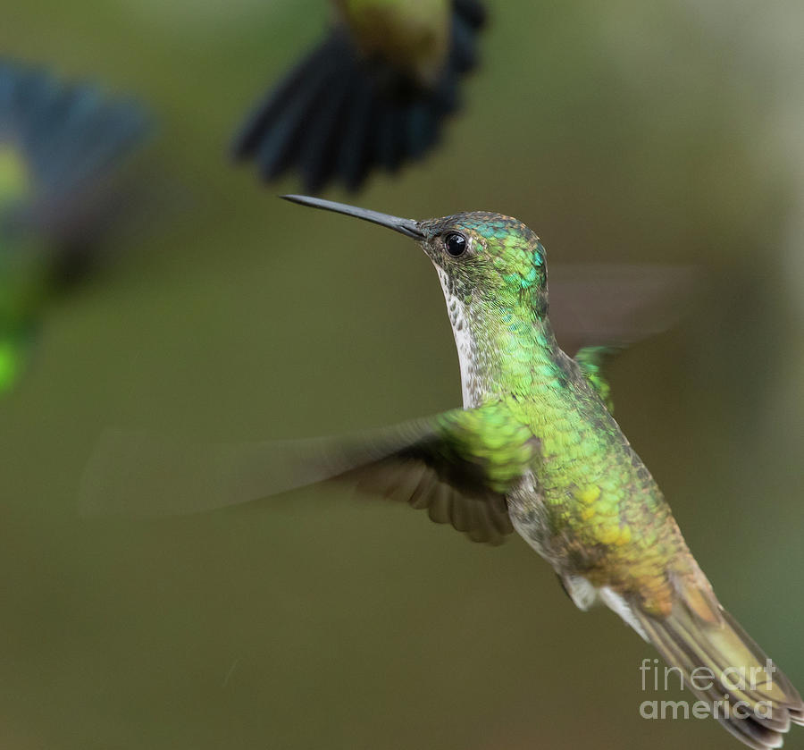 Hummingbird Photograph - Violet-Fronted Brilliant 2 by Eva Lechner