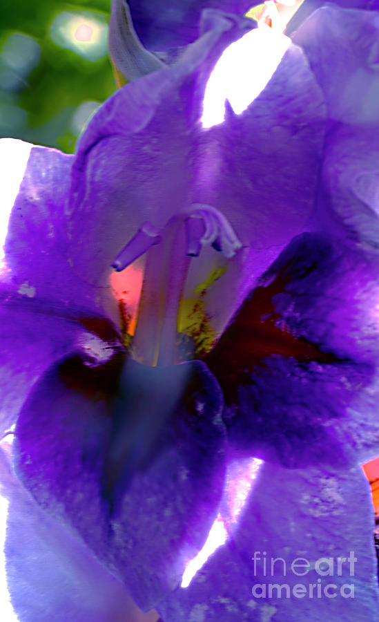 Violet Gladiolus. Photograph