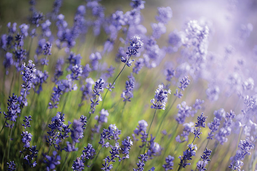 Violet Glow Photograph by Tereza Andresen - Pixels