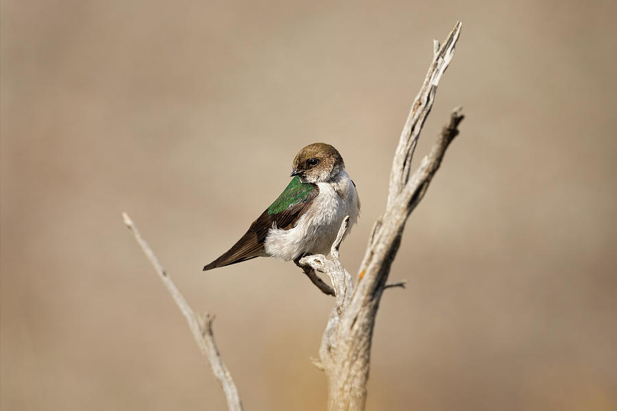 Swallow Photograph - Violet-Green Swallow Collection I by Ann Skelton