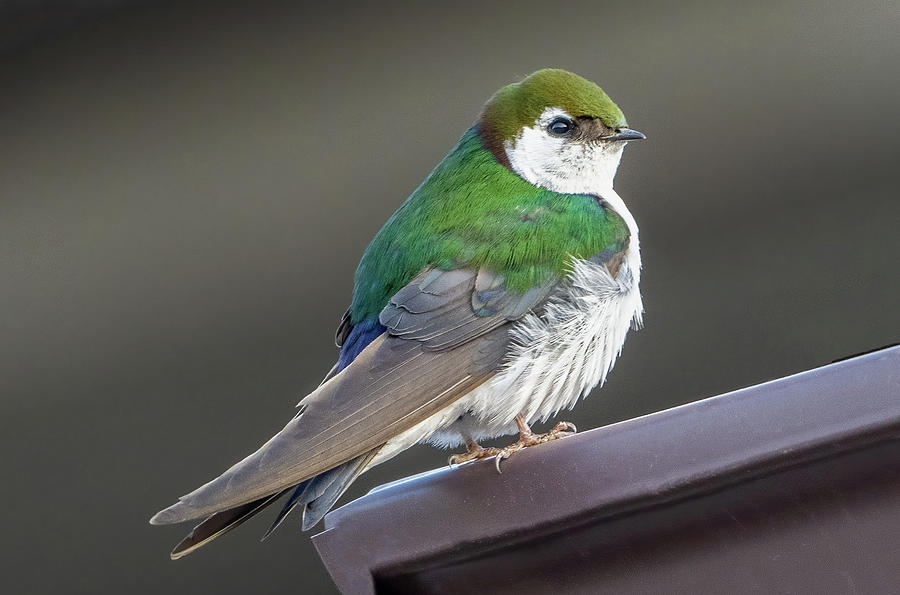 Violet-green Swallow Photograph by Julie Barrick